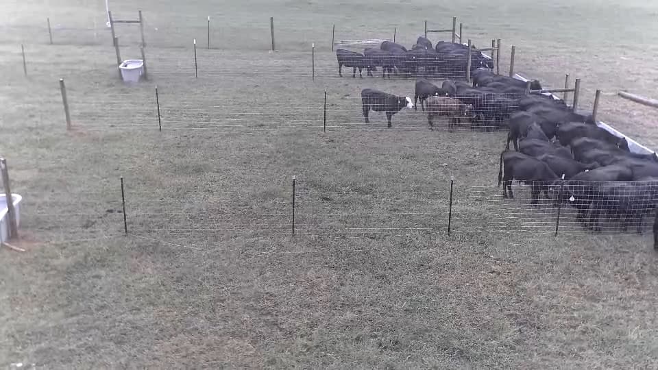 Recorded camera view of cattle along the feed bunk at Tuskegee University
