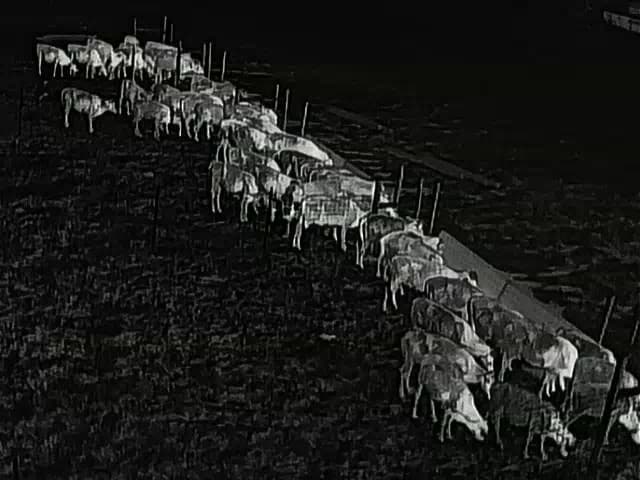 Thermal camera feed of cattle at the feed bunk at night — real 24/7 monitoring in total darkness